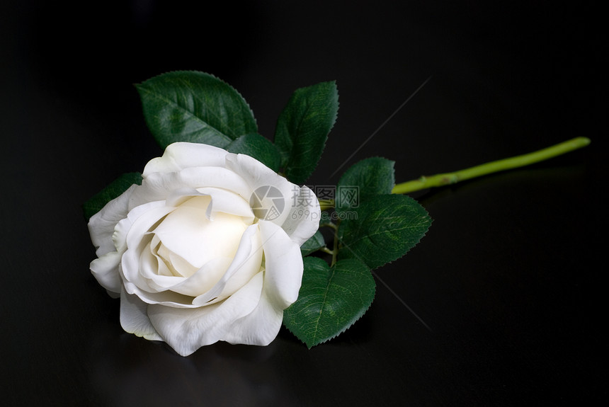 白单玫瑰季节庆典植物礼物花束反射花朵念日花瓣玫瑰图片