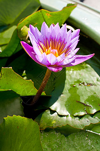 浅蓝色莲花橙子晴天礼物叶子展示植物宏观植物群园艺场地盛开高清图片素材