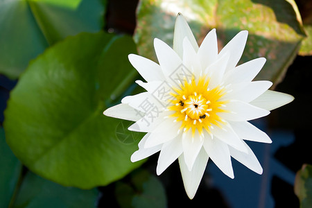 白莲花盛开花瓣叶子植物群晴天展示园艺礼物橙子植物学宏观美丽高清图片素材