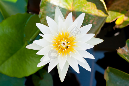 白莲花盛开花瓣礼物园艺场地叶子展示植物植物学橙子花朵宏观高清图片素材