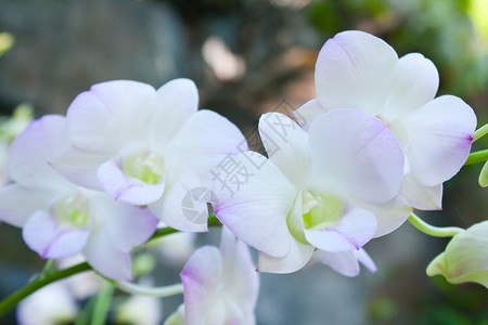 白兰花园艺宏观橙子植物群植物兰花展示礼物美丽花园夏天高清图片素材