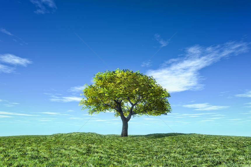 孤独的树蓝色叶子天气农村生态牧场季节国家木头阳光图片