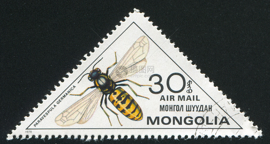 昆虫海豹生物学邮票集邮邮件甲虫邮资飞行野生动物热带图片