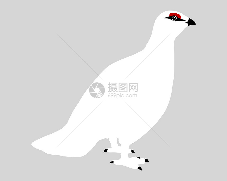 Ptarmigan突变体插图动物岩石白色小鸡兔兔图片