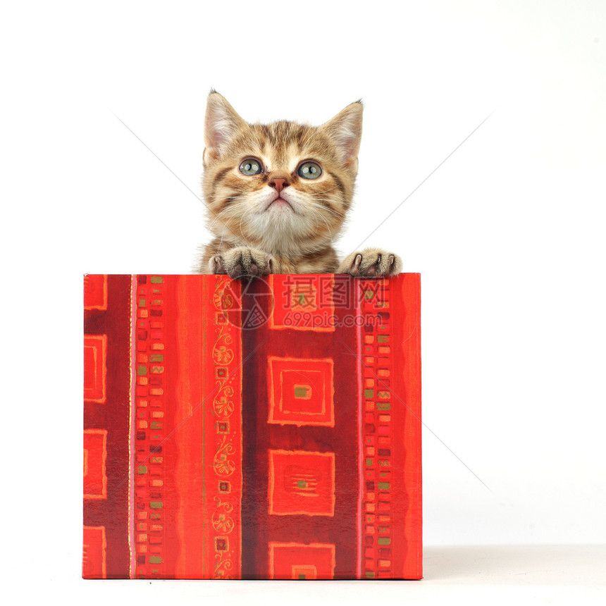 礼品盒中的猫家庭猫科动物生日星星孩子惊喜金子爪子盒子图片