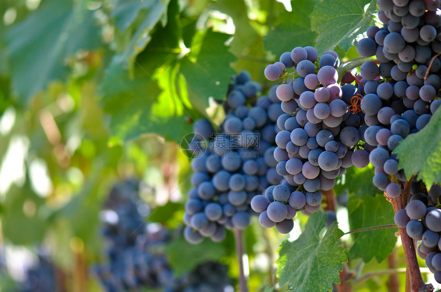 葡萄树上的红葡萄假期植物场地国家旅行栽培生长水果收成酒厂