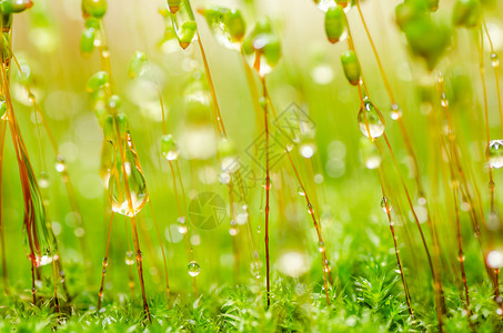 绿色大自然的新鲜苔稼和水滴森林苔藓宏观场地叶子生长背景图片
