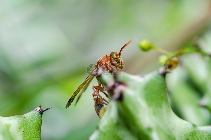 绿性或花园中的黄蜂和仙人掌黄色黑色蜜蜂夹克宏观昆虫金子条纹害虫白色图片
