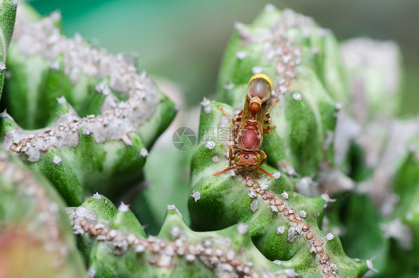 绿性或花园中的黄蜂和仙人掌夹克条纹蜜蜂翅膀害虫金子昆虫黄色宏观白色图片