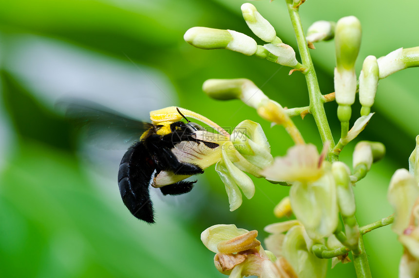 大自然中的木蜂翅膀花粉害虫宏观木匠花蜜黑色青虫漏洞花园图片