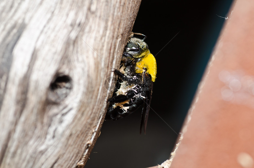 大自然中的木蜂漏洞黑色青虫花园花蜜宏观花粉害虫翅膀木匠图片