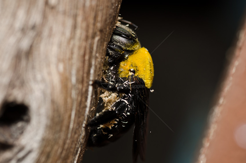 大自然中的木蜂害虫木匠花粉花园漏洞花蜜翅膀昆虫青虫黑色图片
