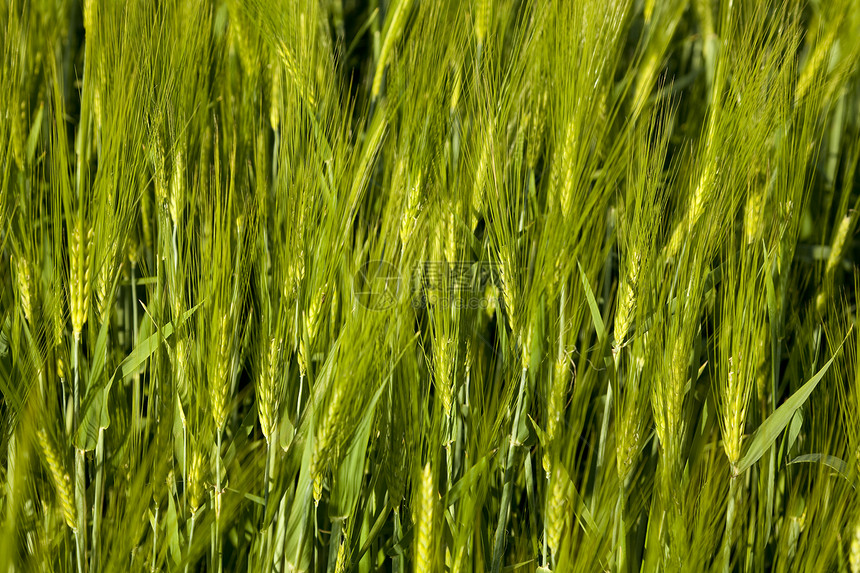 大麦栽培叶子耳朵植物小太阳场地背景性质绿色宏观图片