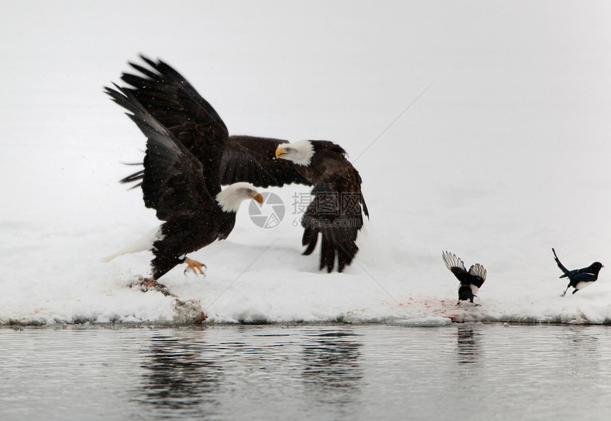 两艘飞上秃鹰和两只磁石荒野白头鹰动物群食肉黑鸟国家观鸟大道海藻动物图片