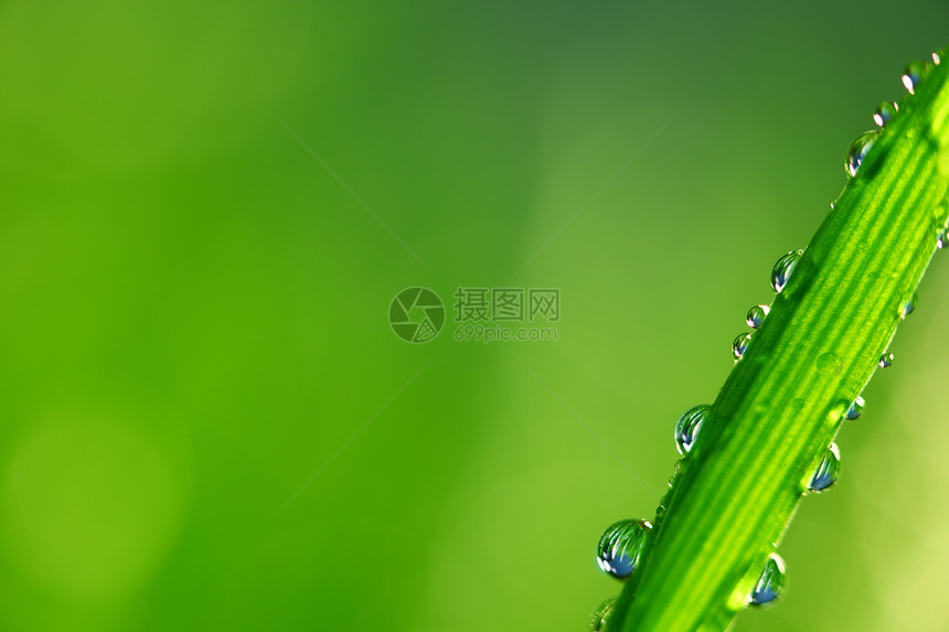 大水滴树叶液体叶子环境背景反射花园植物草地草本植物图片