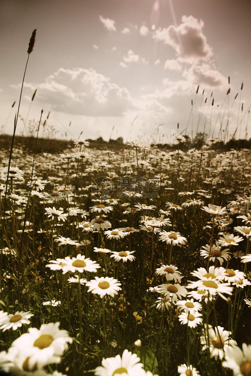带有白晶体的字段野花阳光环境草地自由植物群季节雏菊土地牧场图片