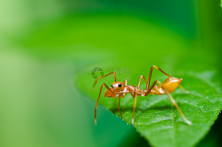 自然性质的红蜘蛛网络蜘蛛水平丝绸昆虫宏观危险圆圈花园野生动物图片