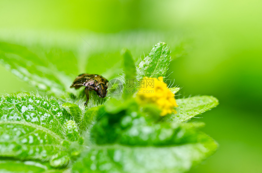 绿色性质的棕色虫野生动物动物学漏洞花纹生态昆虫宏观环境害虫盐形图片