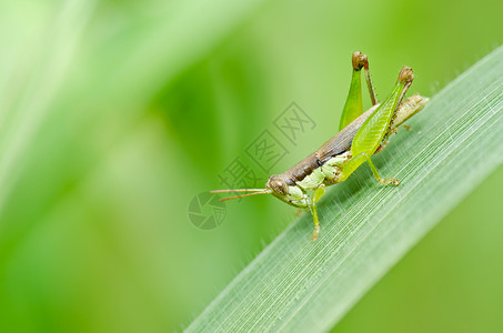 绿色天然的蚱蜢花园肌肉蟋蟀荒野刺槐翅膀宏观叶子害虫背景图片