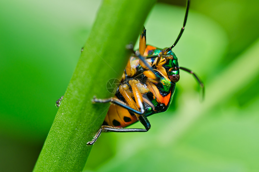 绿绿色的珠珠甲爬坡荒野昆虫公园阳光花园漏洞生活眼睛季节图片