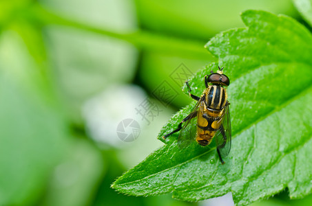 黄色苍蝇食蚜蝇黄色的高清图片