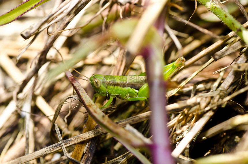 绿色天然的宏观蟋蟀害虫肌肉荒野翅膀刺槐食物叶子生活图片