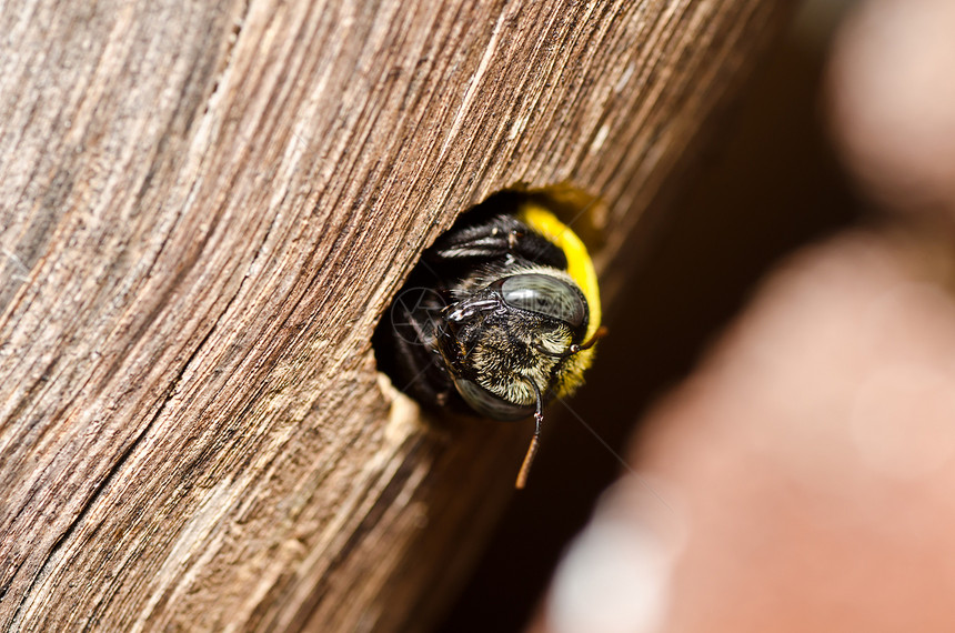 大自然中的木蜂黑色花粉花蜜害虫漏洞青虫翅膀宏观木匠花园图片