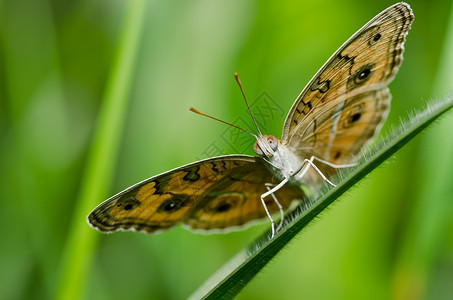 绿色的蝴蝶昆虫翅膀黄色黑色背景图片