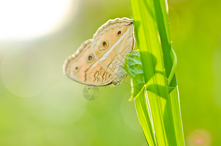 绿色的蝴蝶黄色昆虫黑色翅膀背景图片
