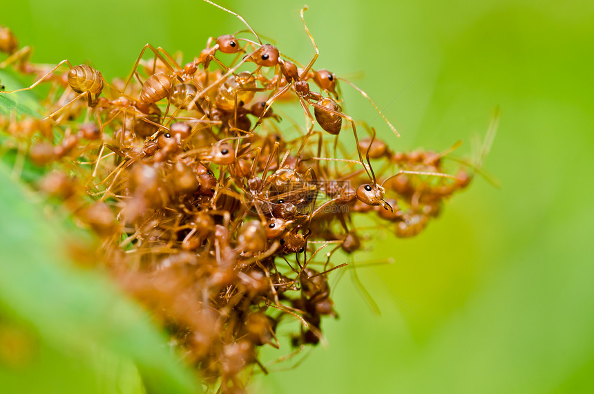 绿色性质的红蚂蚁红色漏洞橙子工人野生动物宏观水平生物昆虫损害图片