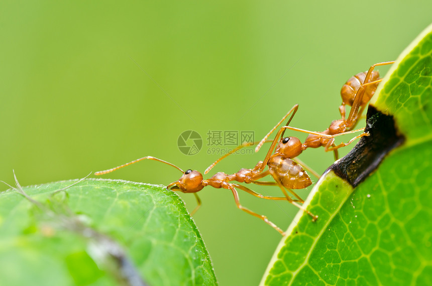 绿色性质的红蚂蚁漏洞橙子水平宏观工人生物昆虫野生动物损害红色图片