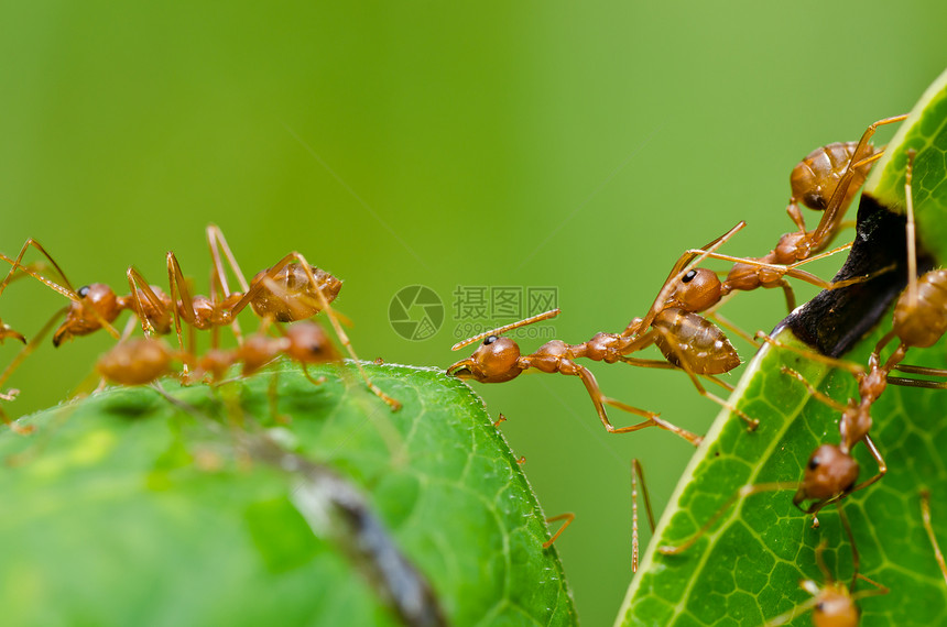 绿色性质的红蚂蚁损害宏观红色漏洞水平生物工人橙子昆虫野生动物图片