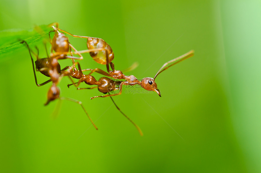 绿色性质的红蚂蚁漏洞昆虫红色宏观野生动物水平橙子损害生物工人图片
