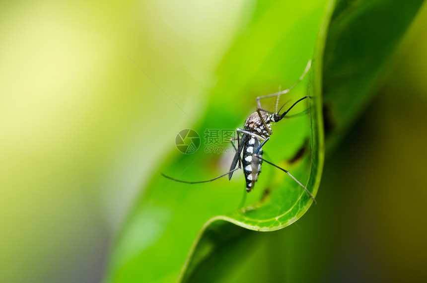 蚊子本性害虫热带绿色疾病昆虫叶子女性宏观眼睛图片