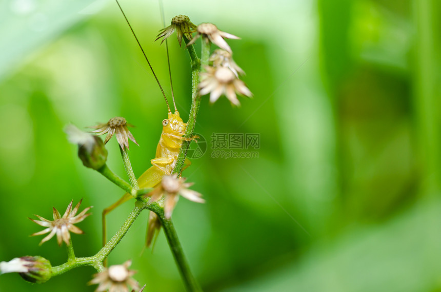 绿色天然的蟋蟀肌肉害虫蚱蜢草地刺槐宏观花园食物生活图片