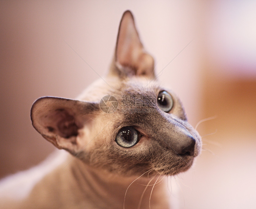 无毛猫成套男性工具小猫短发动物奢华晶须蓝色椅子图片