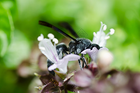 绿色自然或花园中的黑蜂昆虫害虫条纹金子黄色白色夹克蜜蜂翅膀黑色背景图片