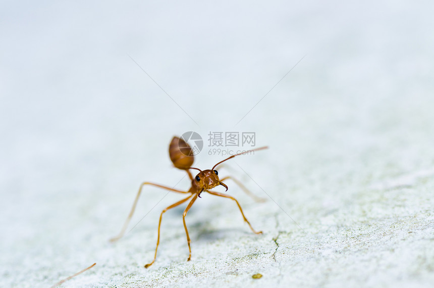 绿色性质的红蚂蚁红色损害生物宏观工人漏洞橙子昆虫水平野生动物图片