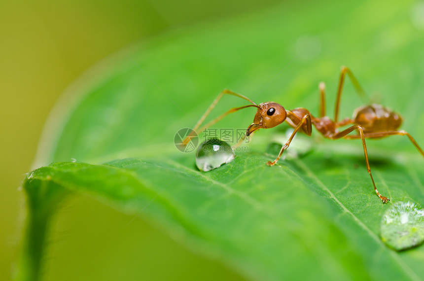 绿色性质的红蚂蚁损害工人漏洞水平生物昆虫野生动物宏观橙子红色图片