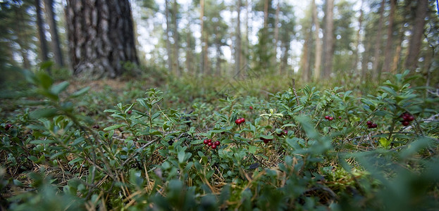 林贡莓太阳水果绿色食物流苏阳光叶子枝条草丛森林背景图片
