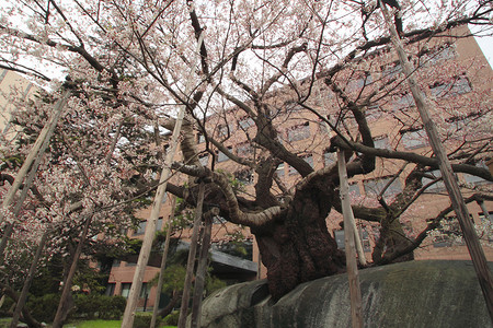 破碎的樱桃树花园季节樱花果园粉色植物压痛植物群背景图片