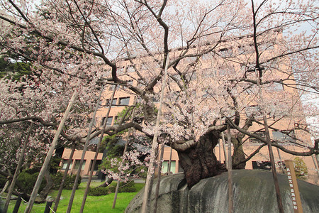 破碎的樱桃树植物群樱花花园果园粉色压痛植物季节背景图片