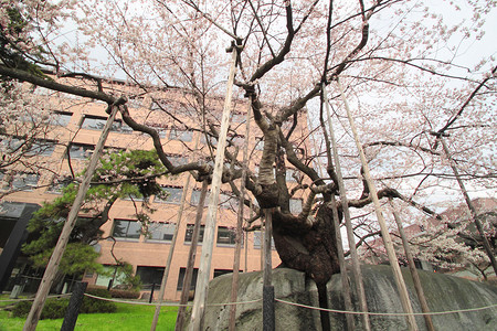 破碎的樱桃树植物群粉色樱花季节果园压痛花园植物背景图片