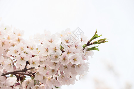 盛开的樱花花植物植物群粉色樱花背景图片