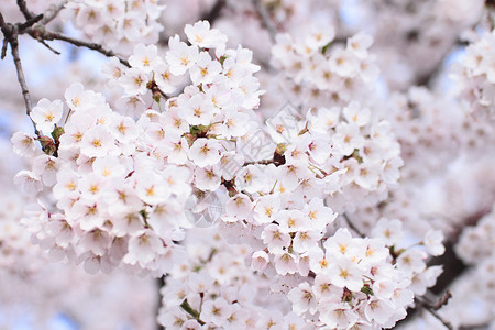 盛开的樱花花植物粉色樱花植物群背景图片