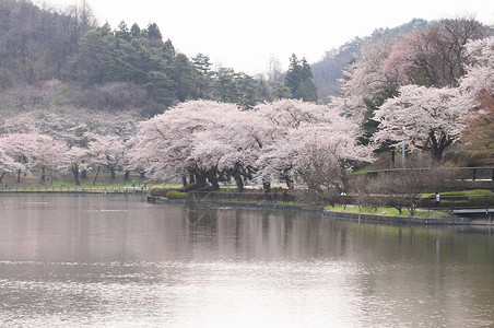 盛开的樱花花粉色植物群樱花植物背景图片