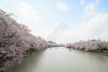 樱花落在河里盛开的樱花花粉色晴天花园公园蓝色花朵樱花天空背景