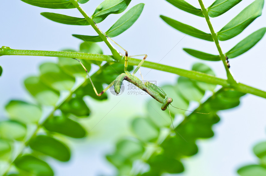 绿性白蚁野生动物捕食者昆虫生活天线荒野绿色猎人眼睛漏洞图片