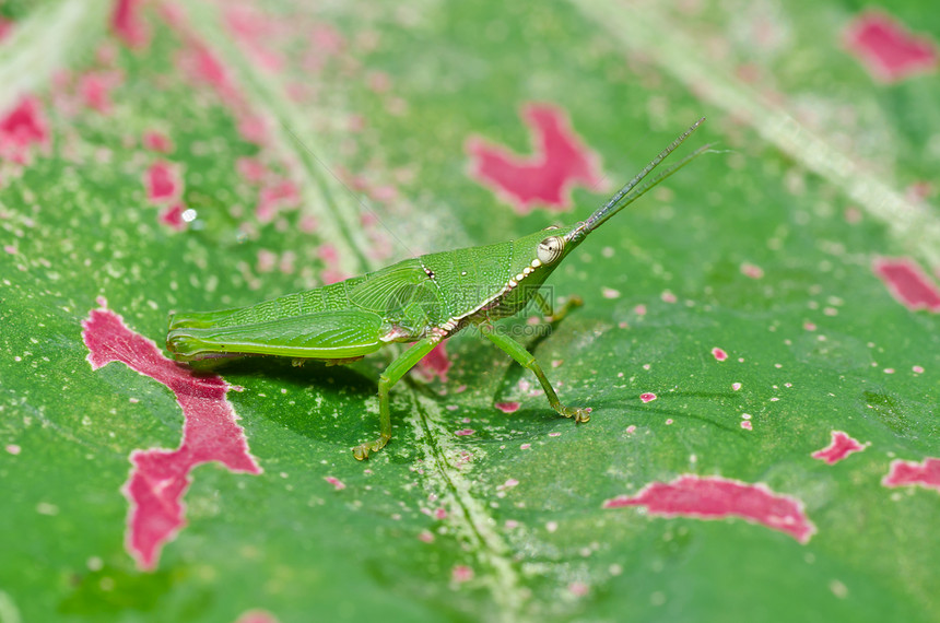 绿色天然的野生动物荒野刺槐跳跃蟋蟀宏观害虫蚱蜢草地叶子图片