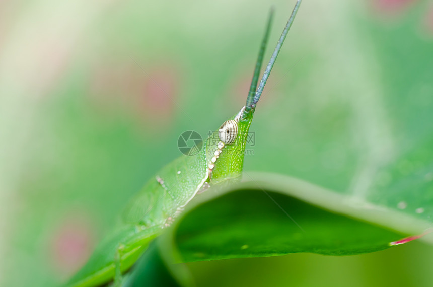 绿色天然的花园肌肉蟋蟀跳跃叶子野生动物宏观刺槐荒野生活图片